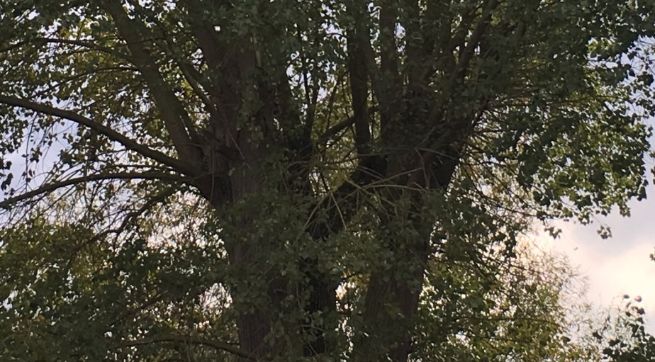 The Wind in the,&nbsp;Poplars?